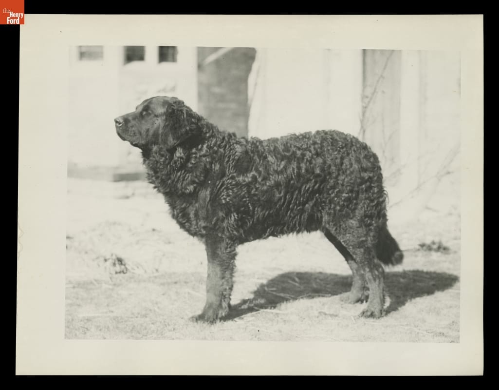 "Rover" the Dog at Cotswold Cottage in Greenfield Village, 1932 Large black dog with slightly curly fur