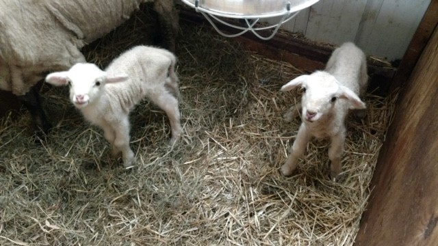 lambs
