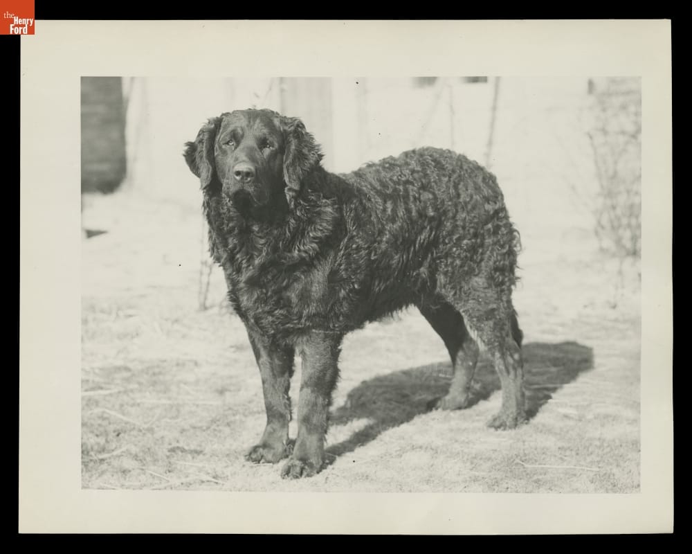 "Rover" the Dog at Cotswold Cottage in Greenfield Village, 1932 Large black dog with slightly curly coat