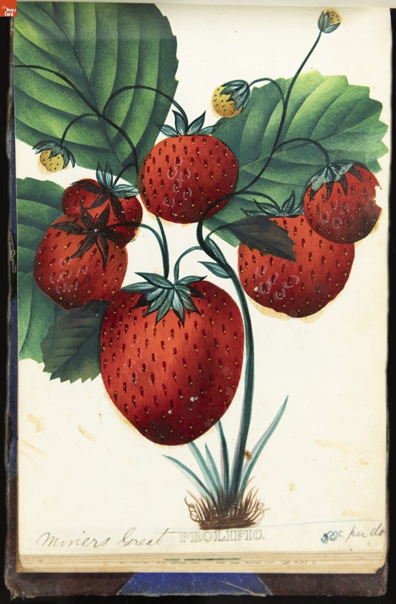 Color print of strawberry plant with large red fruit and green leaves