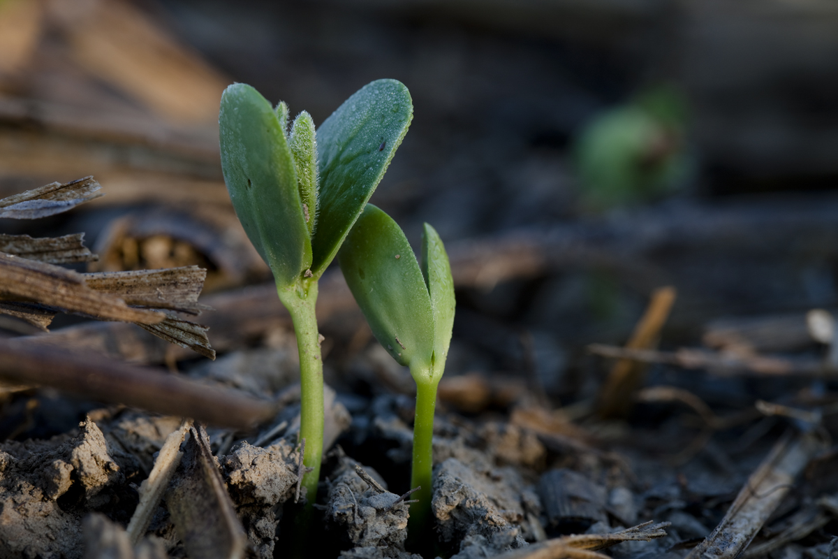 Two small green seedlings grow among sticks and leaves