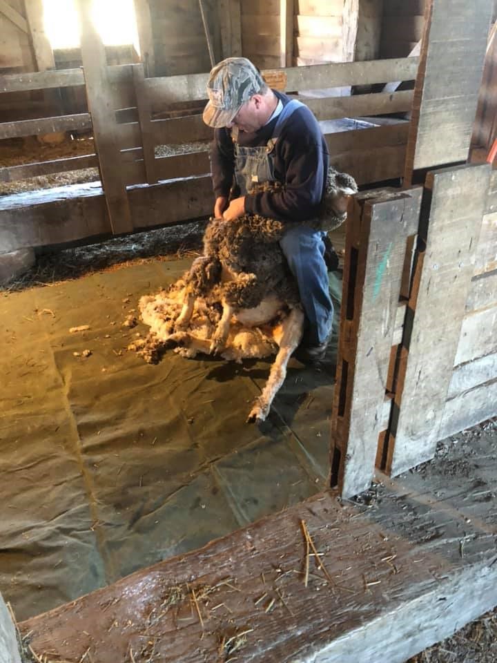 shearing
