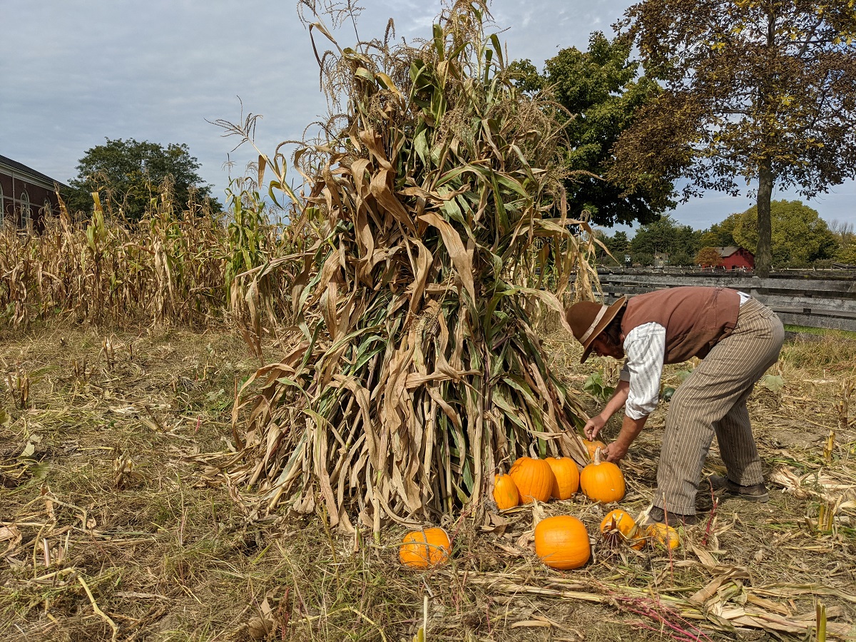 Corn and Pumpkins at Firestone Farm, October 2, 2021 Man bends over pumpkins at the base of a group of cornstalks tied together in a field