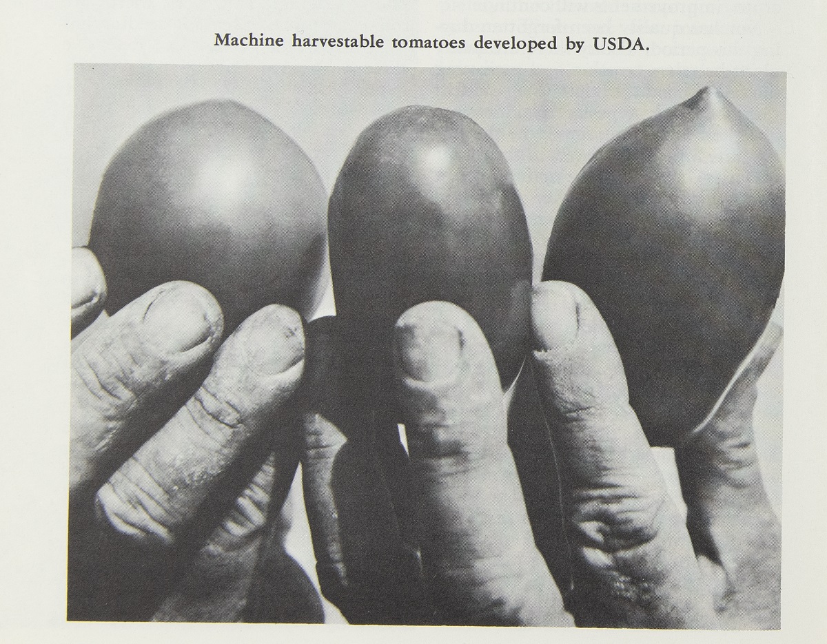 Machine-harvestable tomato varieties two hands holding three tomatoes, at least two of them oblong; also contains text