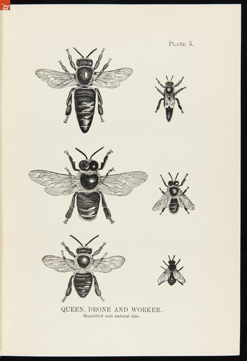 Langstroth on the Hive and the Honey Bee, 1908, Plate 5 Page with illustrations of bees and text