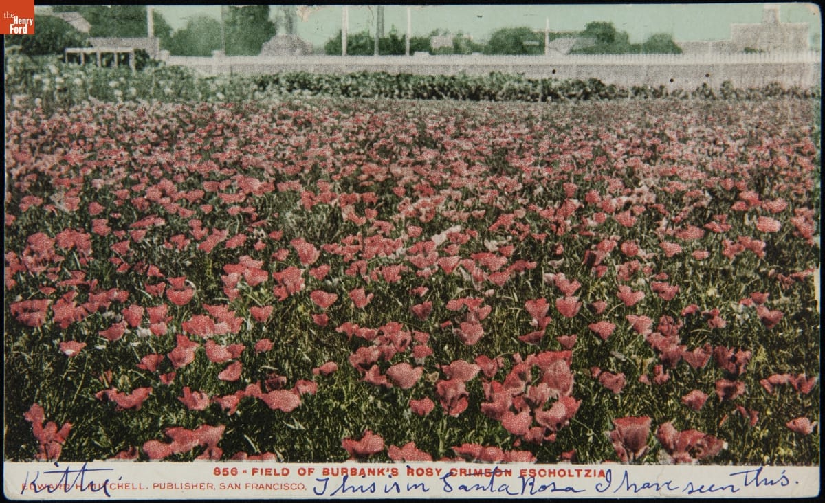 Field filled with pink flowers; also contains text