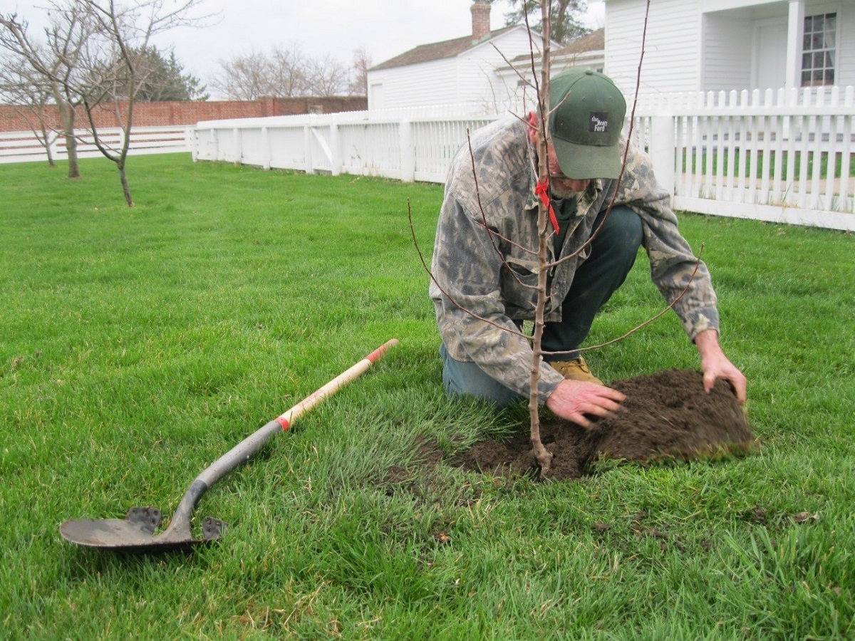 Planting a new Wagner apple tree near Ford Home in Greenfield Village Man wearing camouflage jacket and green baseball cap kneels by a sapling with shovel on green lawn nearby; white picket fence and building in background