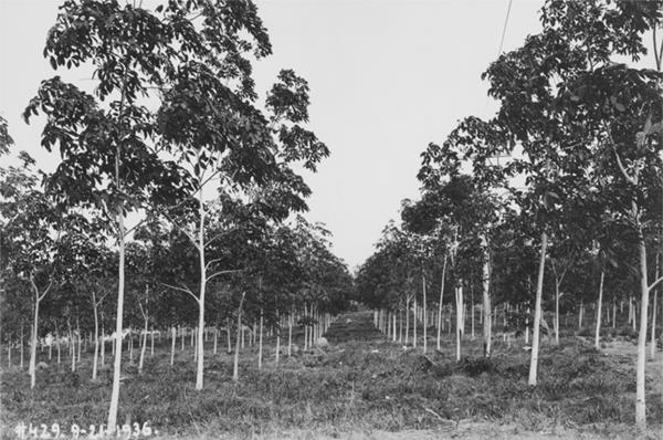 Brazilian Rubber Plantations