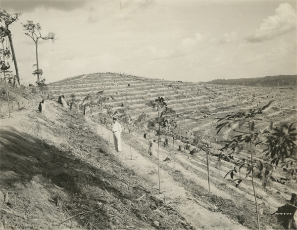 Brazilian Rubber Plantations