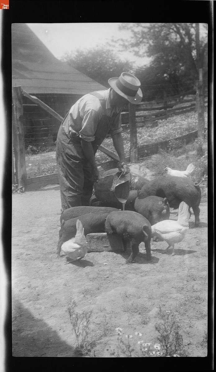 Farmer Feeding Pigs and Chickens, circa 1935 Black-and-white photo of a man wearing overalls standing pouring slops for a group of pigs in a farmyard