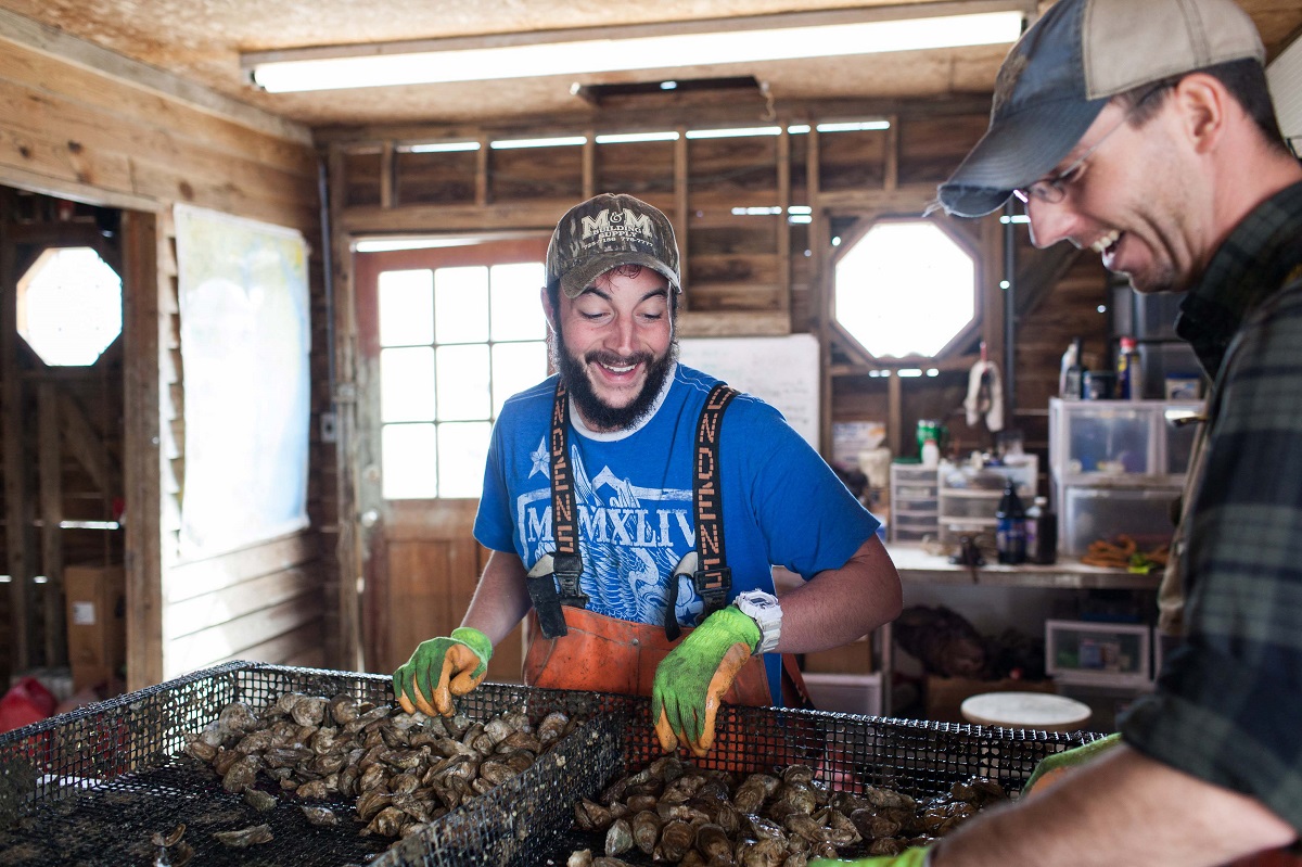 Rappahannock Oyster Co. Man in blue t-shirt, baseball cap, gloves, and overalls stands in front of baskets of oysters in a workroom as another man looks on